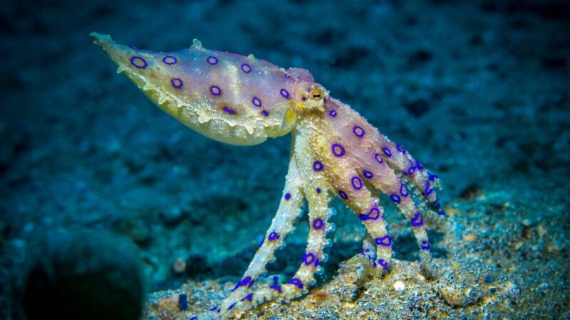 Plavoprstenasti oktopod