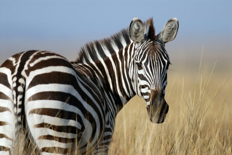 Zebra u prirodnom staništu