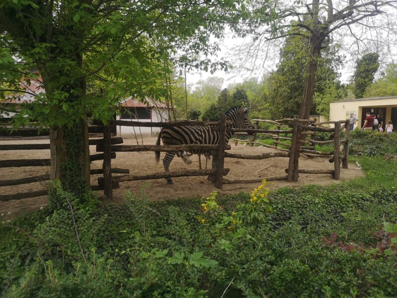 Zebra u zoo vrtu