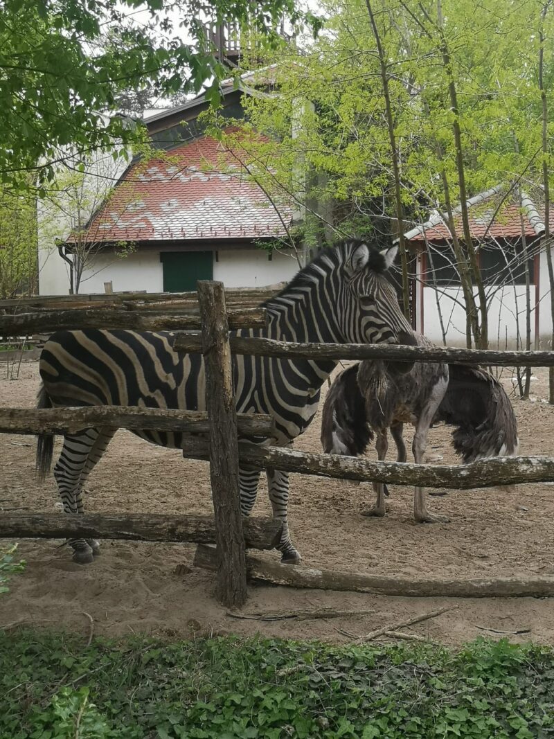 Zebra u zoo vrtu Palić