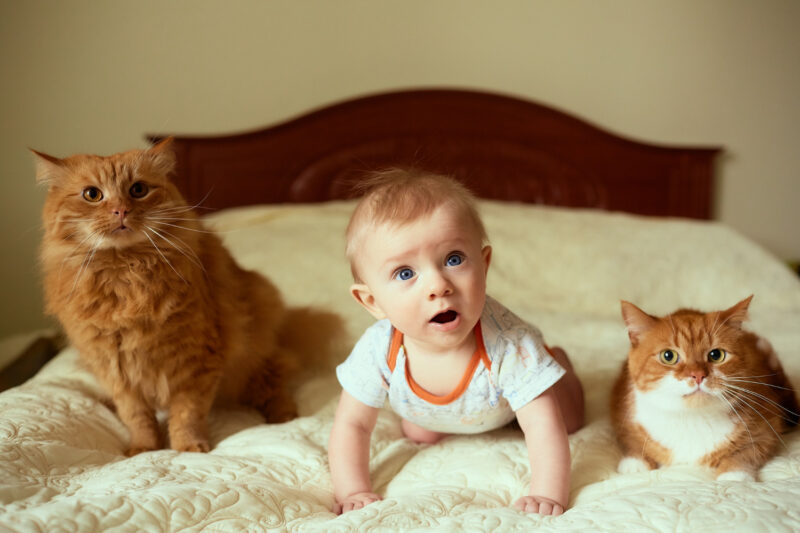 beba i mačke