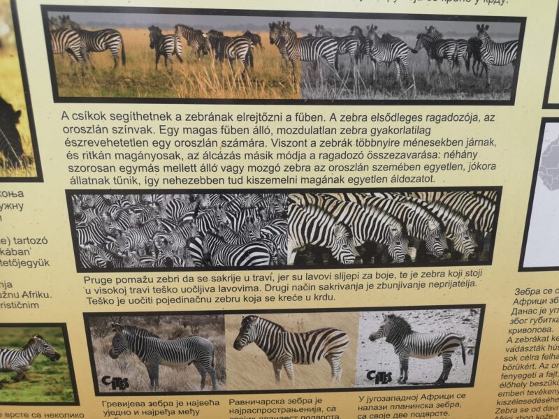 edukativna tabla o zebrama