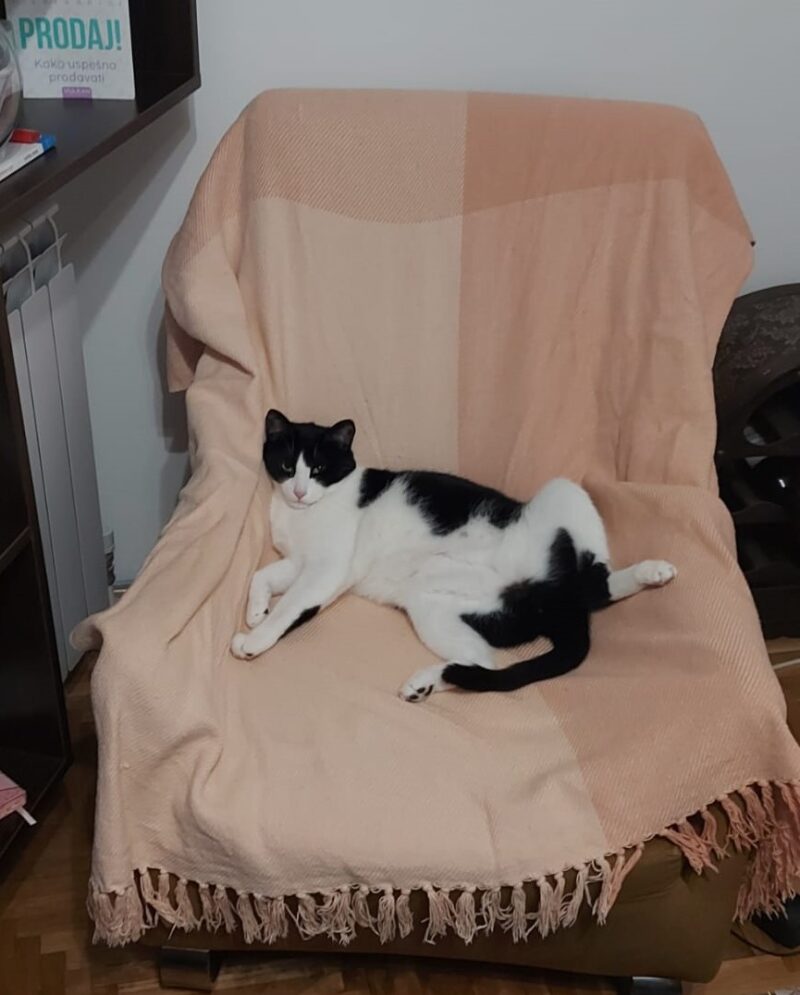 mačak u fotelji
